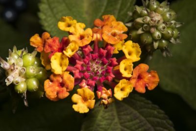 spent-lantana-400x267.jpg