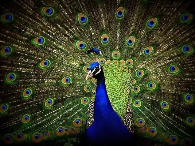 Peacock.jpg