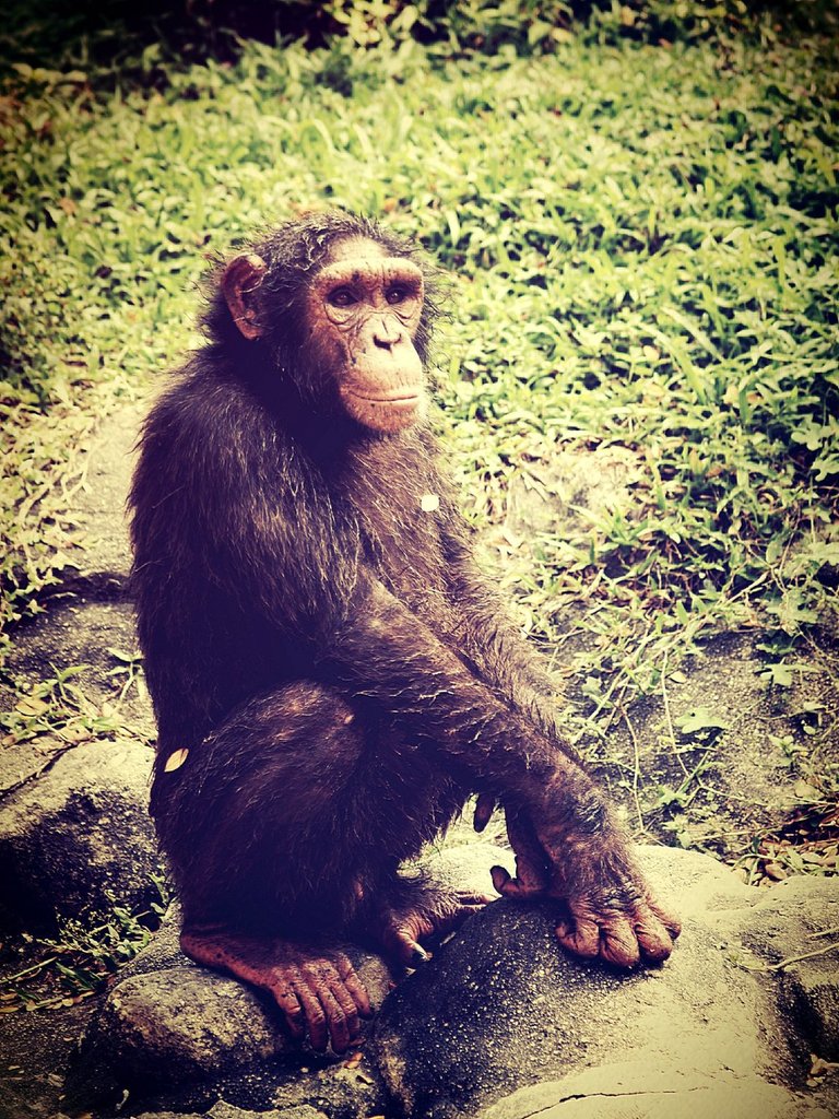 chimp-6.jpg