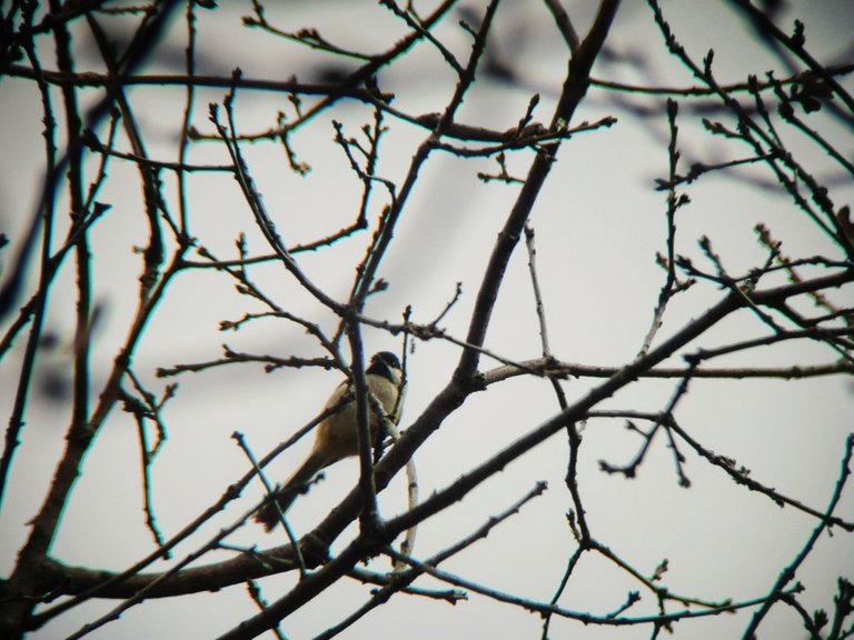 Black-capped Chickadee.jpg