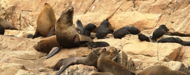 Cape_Fur_Seals_On_Robberg_Plett.jpg