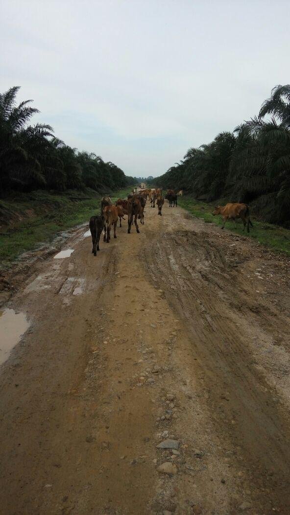 jalan kesekolah becek sedikit.jpg