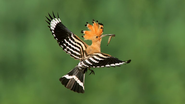 The Hoopoe.jpg