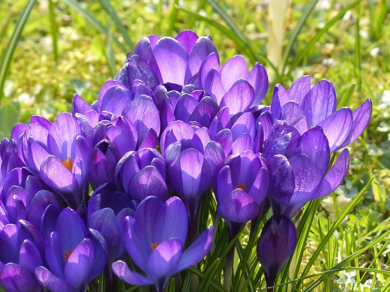 crocus-100134_1280.jpg