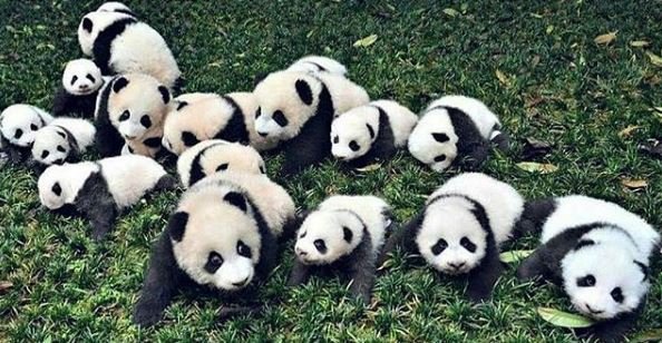 pandas.JPG