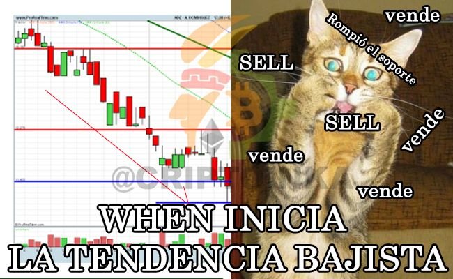 emoticonos-gatos.jpg