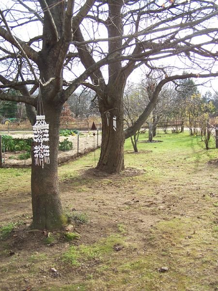 East side trees1 crop Nov. 2012.jpg