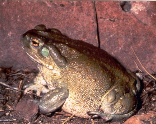 Bufo_alvarius1.jpg