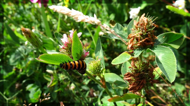 Cinnabar moth-signed.jpg