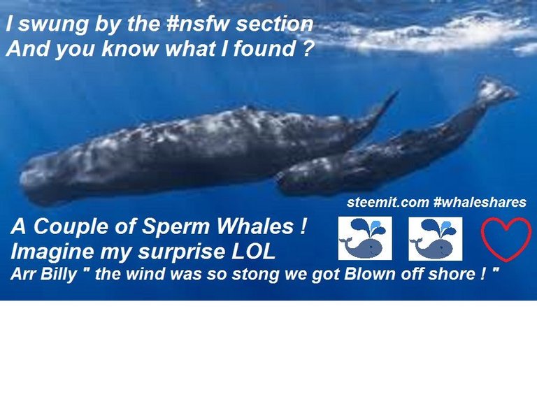 spermwhales.jpg