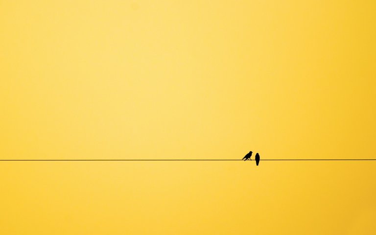 444955-minimalism-birds-background-1000-ef55d4551b-1484644980.jpg