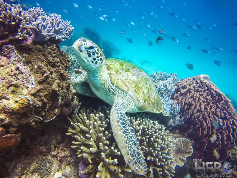Sea_Turtle_Indonesia.jpg