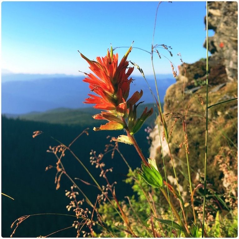 indian paintbrush sf.jpeg