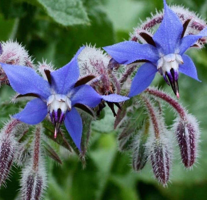 borage pic.JPG