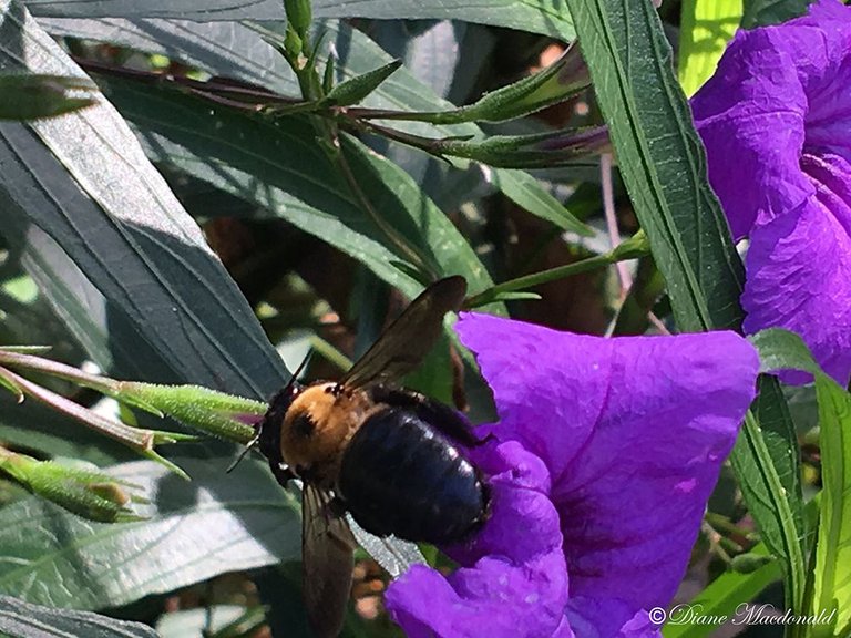 Bee Mexican Petunia-2.jpg