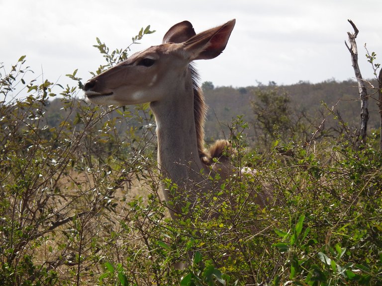 @stylebeautylife_animal_kudu2.JPG