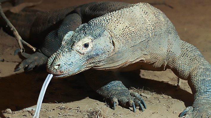 komodo-dragon.jpg