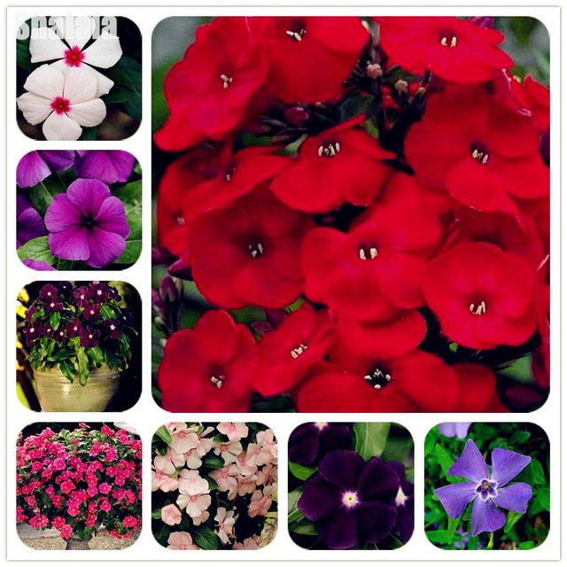 30pcs-Periwinkle-Flower-Seeds-Vinca-Flower-Seeds-Cultivated-For-Herbal-Medicine-Rose-Periwinkle-Seeds.jpg_640x640.jpg