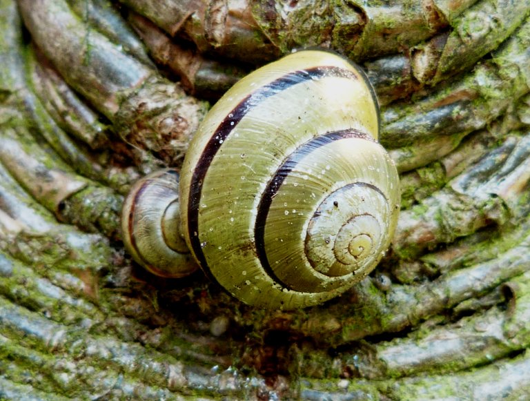 snail swirls.JPG