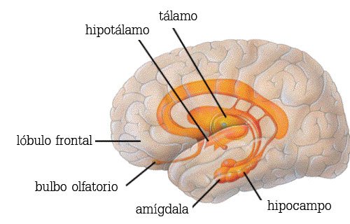 sistemalimbico.jpg