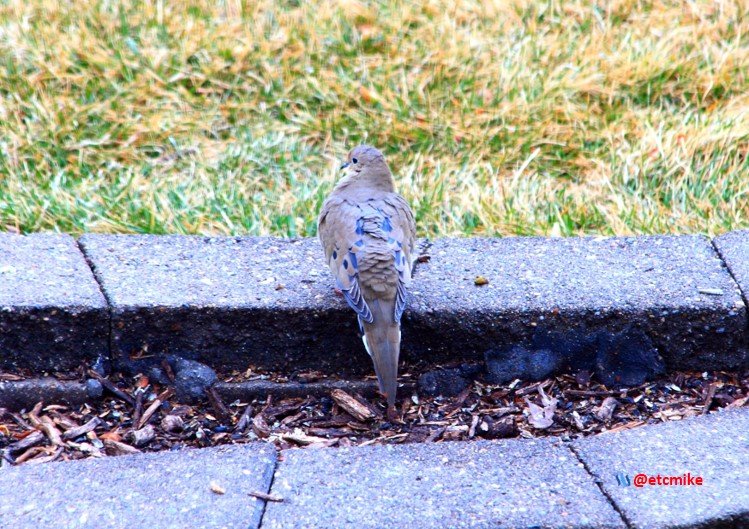 mourning dove PFW19-02sat.JPG