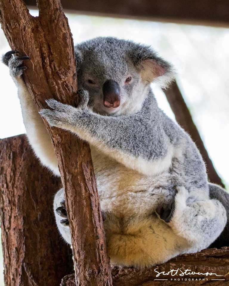 Koala-3.jpg