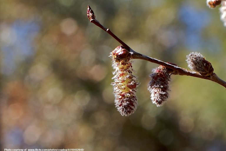 SpringBuds-001-031818.jpg