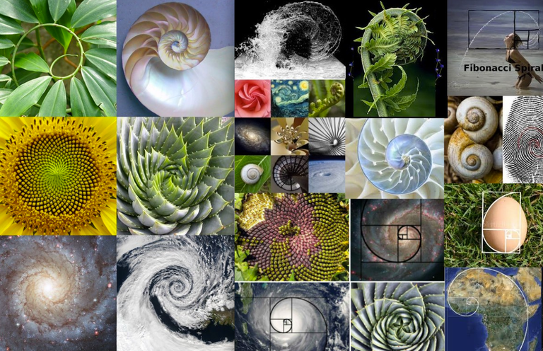 collage-FIBspirals.png