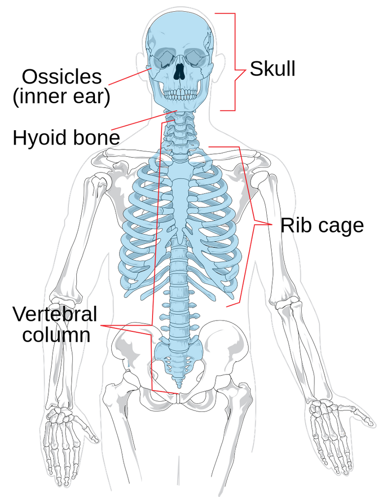 Axial_skeleton_diagram.svg.png