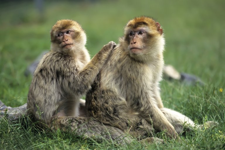 4. Barbary Macaque.jpg