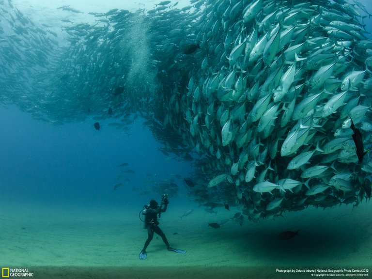 school of fish.jpg