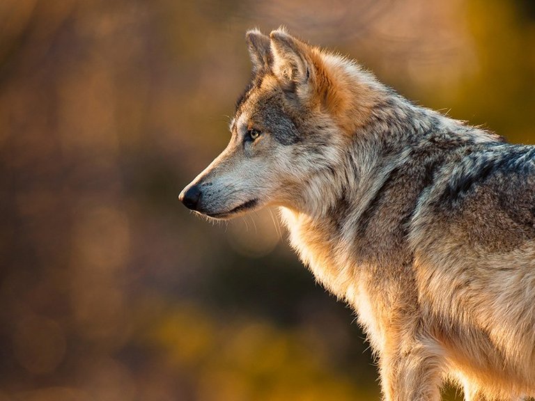 mexican-gray-wolf-shutterstock.jpg