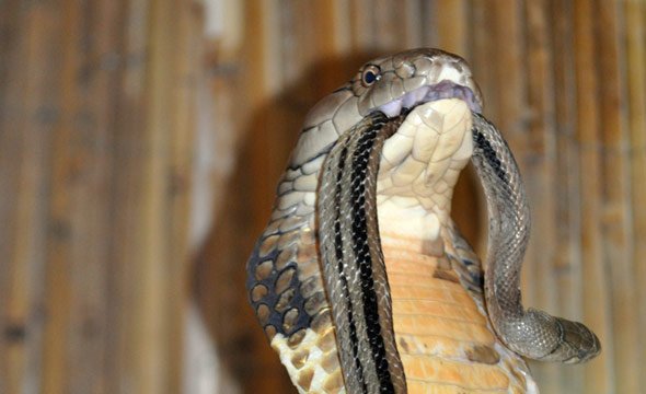 fangs-fixed-king-cobra-feeding.jpg