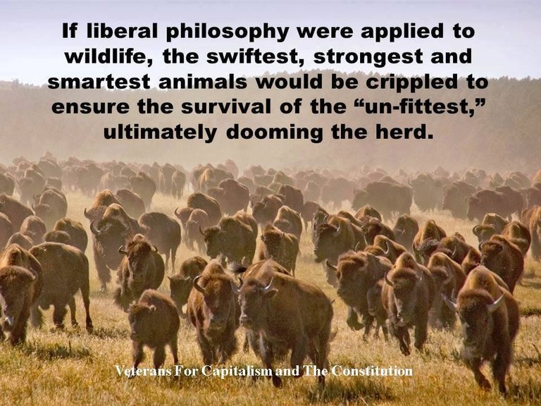 damn the herd.jpg