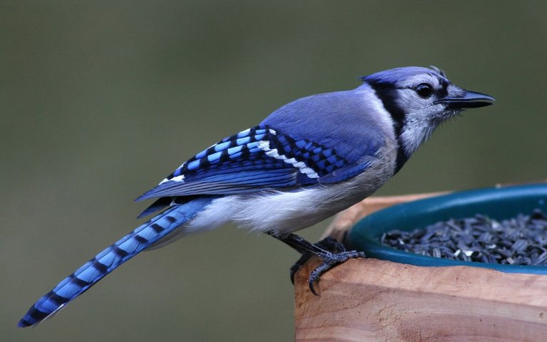 Blue Jay.jpg