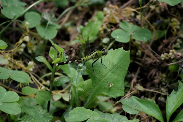 green dragonfly 1.jpg