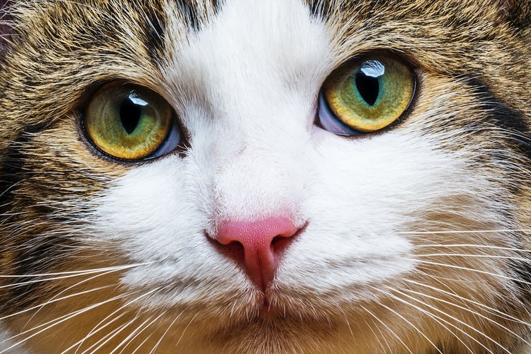 Cats_Eyes_Glance_Snout_440005.jpg