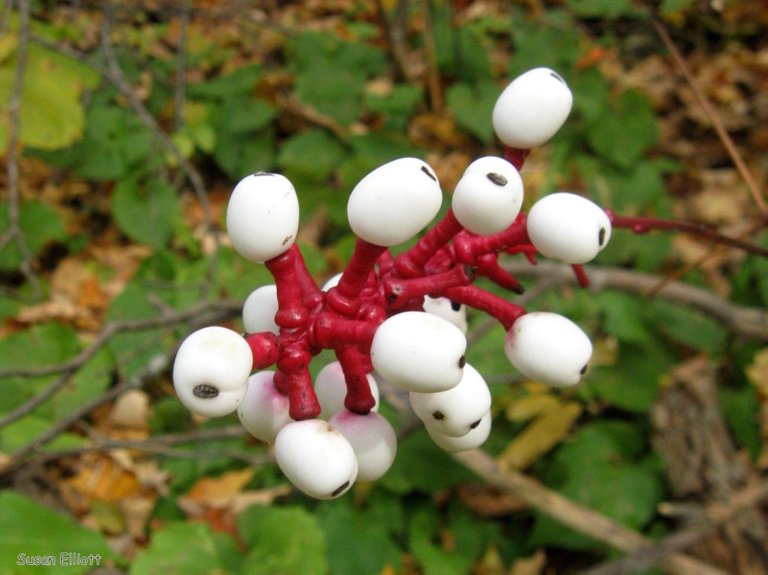 baneberry.jpg