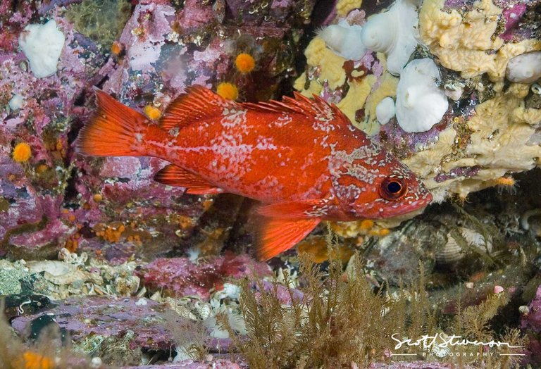 Vermilion Rockfish-4.jpg