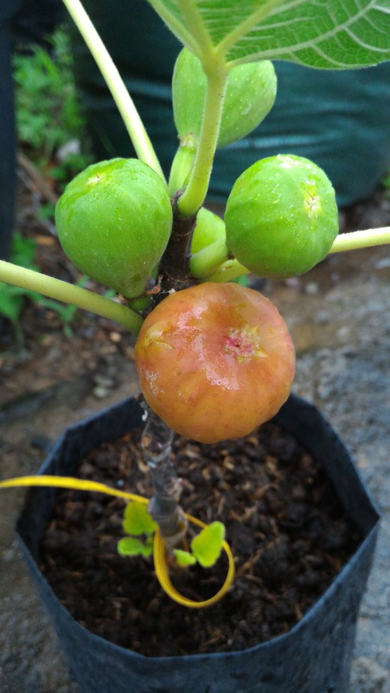 Red Lebanese Fig