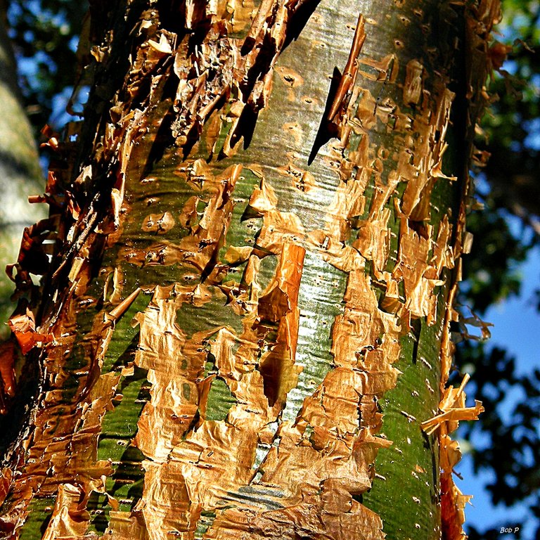 Gumbo-limbo_(Bursera_simaruba)_(8335556200).jpg