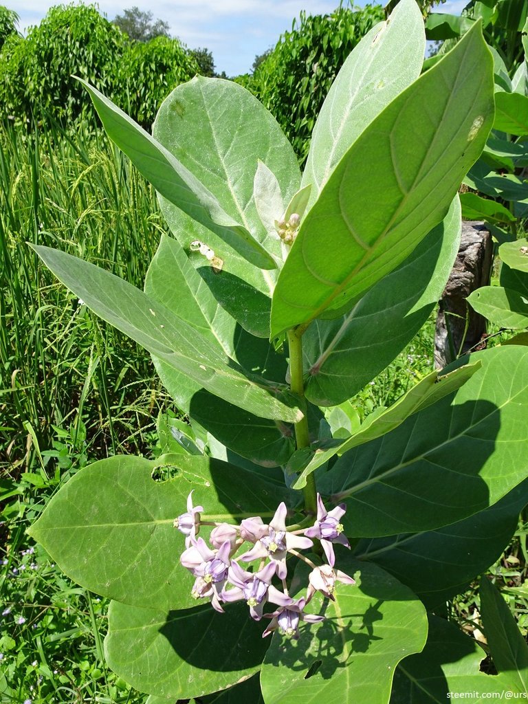 crown flower 3.jpg