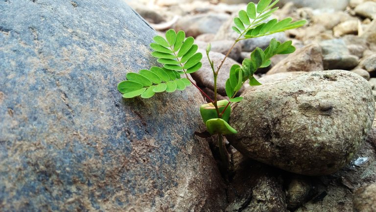 among the stones.jpg