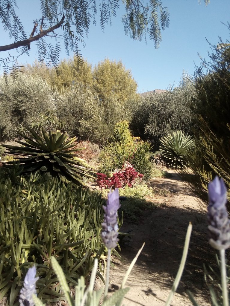 lavender and path.jpg