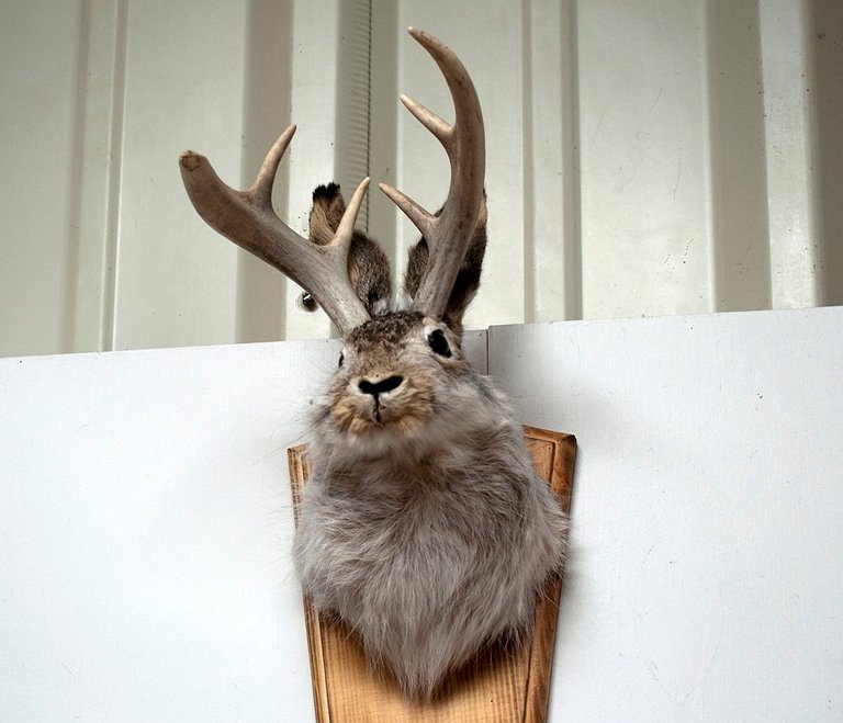 Jackalope1.jpg