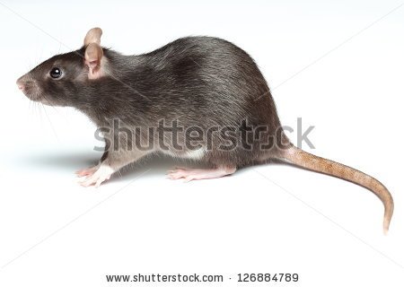 stock-photo-black-rat-isolated-on-white-126884789.jpg