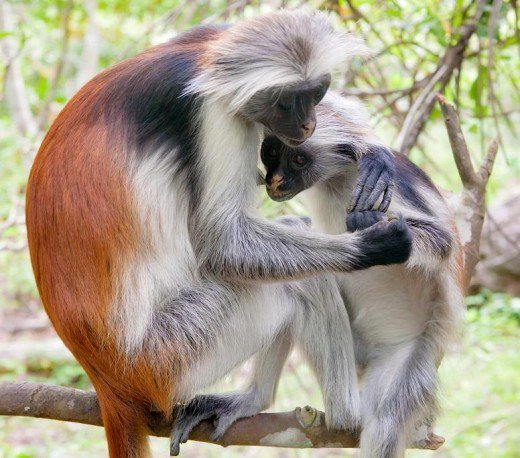 Zanzibar Red Colobus.jpg