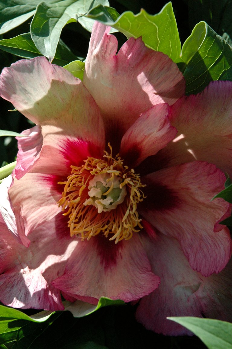 peonyred6.jpg