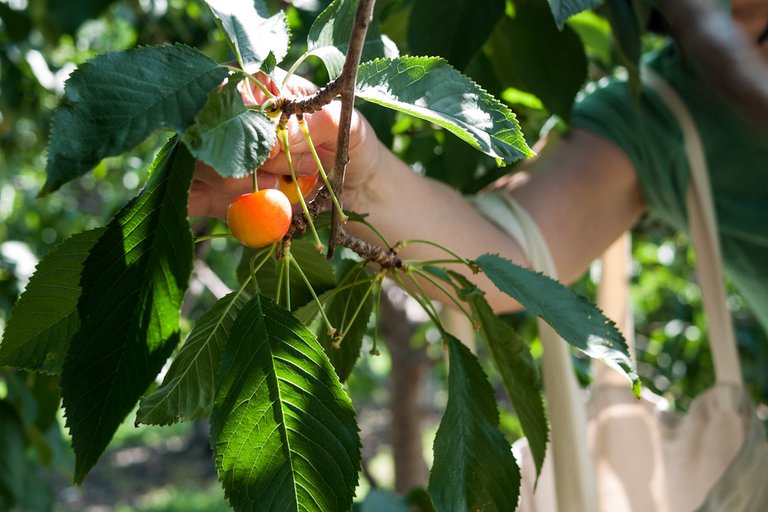 Cherry_picking_(7848350200).jpg