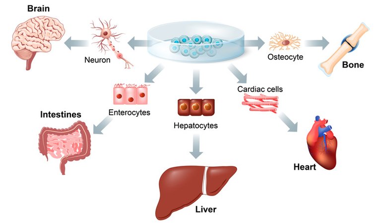 stem-cell-1.jpg